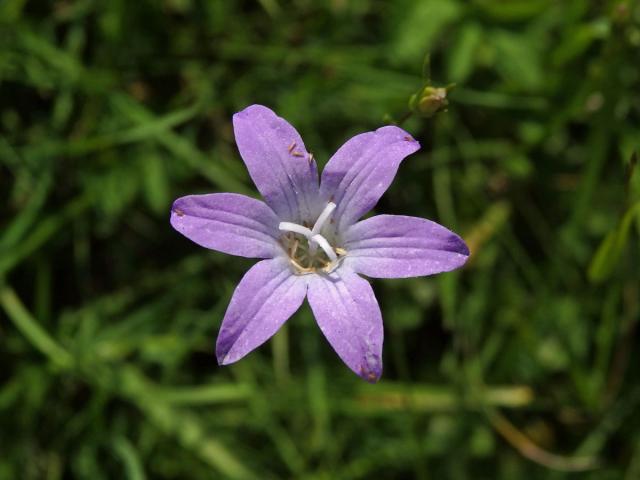 Zvonek rozkladitý (Campanula patula L.) - šestičetný květ (7)