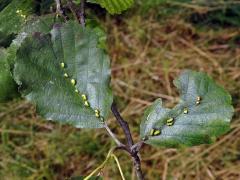 Hálky vlnovníka (Eriophyes inangulis) na olši lepkavé (Alnus glutinosa)