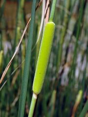 Orobinec sítinovitý (Typha laxmennii Lepech.)