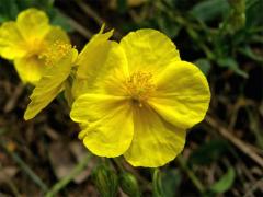 Devaterník velkokvětý (Helianthemum grandiflorum (Scop.) DC.)