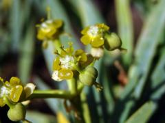 Pryšec (Euphorbia lamarckii Sweet)