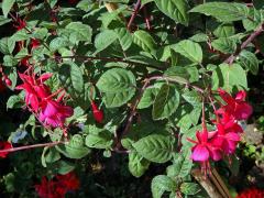 Fuchsie (Fuchsia hybrida hort. ex Sieb. & Voss)