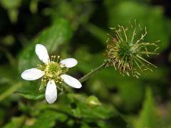 Kuklík kanadský (Geum canadense Jacq.)