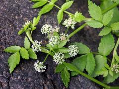 Miřík plazivý (Apium repens L.)