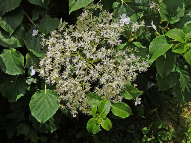 Hortenzie popínavá (Hydrangea petiolaris Siebold & Zucc.)