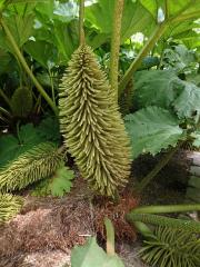 Gunnera L.