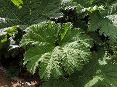 Gunnera manicata Linden ex Delchev.