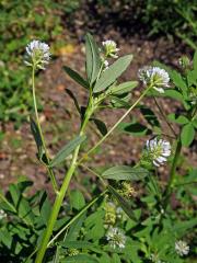 Pískavice modrá (Trigonella caerulea (L.) Ser.)