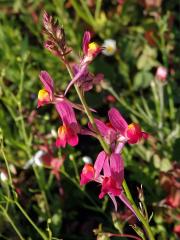 Lnice marocká (Linaria maroccana Hook. f.)