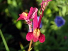 Lnice marocká (Linaria maroccana Hook. f.)