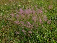 Psineček obecný (Agrostis capillaris L.)