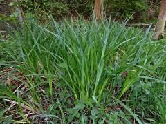 Ostřice štíhlá (Carex acuta L.)