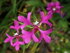 Lokanka (Clarkia pulchella Pursh)