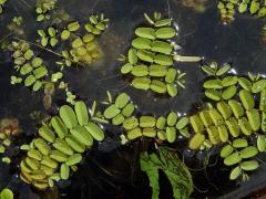 Nepukalka vzplývající (Salvinia natans (L.) All.)