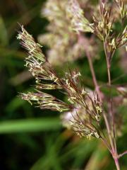 Třtina pestrá (Calamagrostis varia (Schrad.) Host)