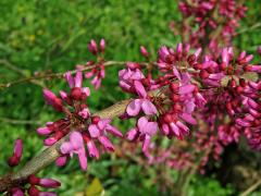 Zmarlika čínská (Cercis chinensis Bunge)   