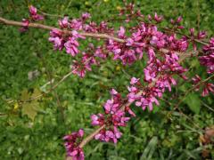Zmarlika čínská (Cercis chinensis Bunge)