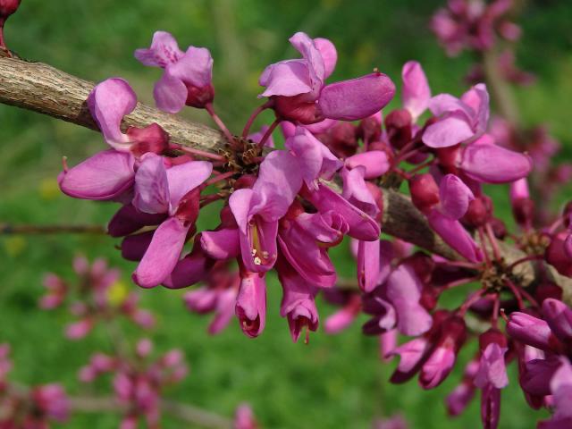 Zmarlika čínská (Cercis chinensis Bunge)