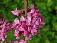Zmarlika čínská (Cercis chinensis Bunge)