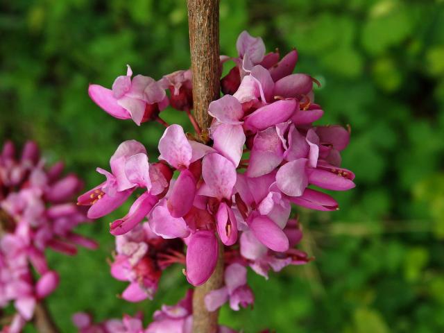 Zmarlika čínská (Cercis chinensis Bunge)