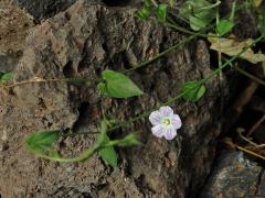 Svlačec (Convolvulus siculus L.)   