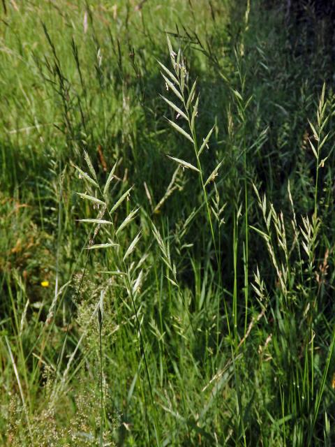 Válečka prapořitá (Brachypodium pinnatum (L.) P. Beauv.)