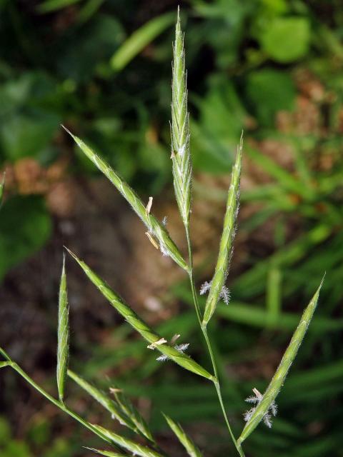 Válečka prapořitá (Brachypodium pinnatum (L.) P. Beauv.)