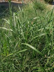 Čirok halebský (Sorghum halepense (L.) Pers.)