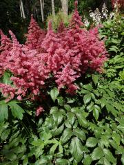 Čechrava (Astilbe japonica (Morr. & Dcne.) Gray)