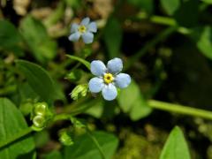 Pupkovec pomněnkovitý (Omphalodes scorpioides (Haenke) Schrank)