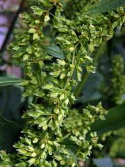 Šťovík koňský (Rumex hydrolapathum Huds.)