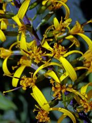 Popelivka Převalského (Ligularia przewalskii (Maxim.) Diels)