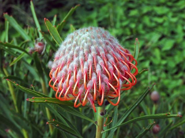 Leucospermum gerrardii Stapf