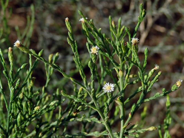 Astřička (Symphyotrichum squamatum (Spreng.) G. L. Nesom)