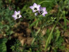 Proměnka trojbarvá (Gilia tricolor Benth.)