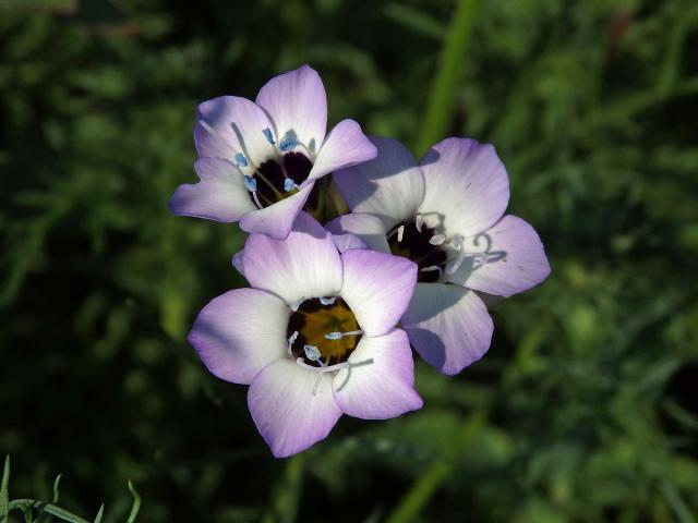 Proměnka trojbarvá (Gilia tricolor Benth.)