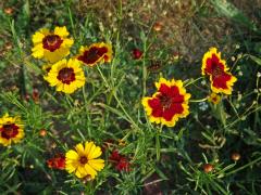 Krásnoočko (Coreopsis L.)