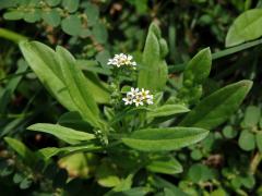 Otočník (Heliotropium procumbens P. Mill.)   