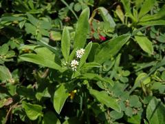 Otočník (Heliotropium procumbens P. Mill.)