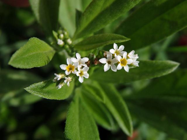 Otočník (Heliotropium procumbens P. Mill.)