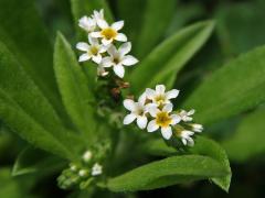 Otočník (Heliotropium procumbens P. Mill.)