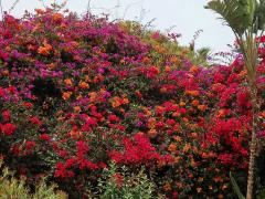 Bugenvilea lysá (Bougainvillea glabra Choisy)