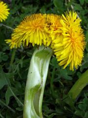 Smetánka lékařská (Taraxacum officinale L.) - fasciace stonku (17)