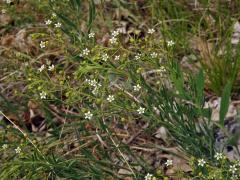 Lněnka lnolistá (Thesium linophyllon L.)