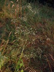 Metlice (Deschampsia P. Beauv.) 