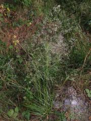 Metlice trsnatá (Deschampsia cespitosa (L.) P. Beauv.)