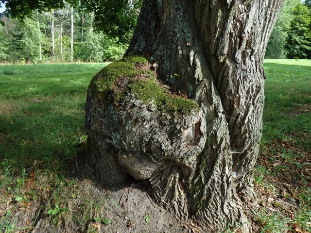 Javor mléč (Acer platanoides L.) s nádorem na kmeni (45)