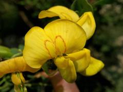 Žanovec měchýřník (Colutea arborescens L.)