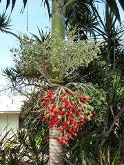 Adonidia merrillii (Becc.) Becc.