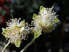 Adonidia merrillii (Becc.) Becc.